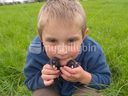 Boy holding two Pukeko chicks
