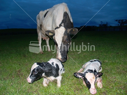 Very young calves and cow
