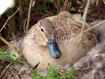 Duck in her nest