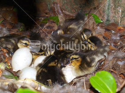 Nest of cute ducklings