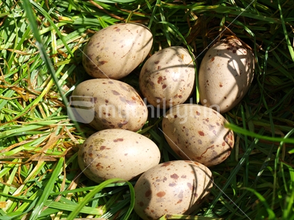 Pukeko eggs