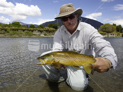 Wild brown trout caught, river fishing, West Coast, South Island