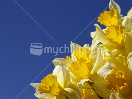 Daffodils taken against a blue sky (polorised for colour saturation)