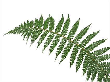 Fern leaf, natural on a white background with space for writing text
