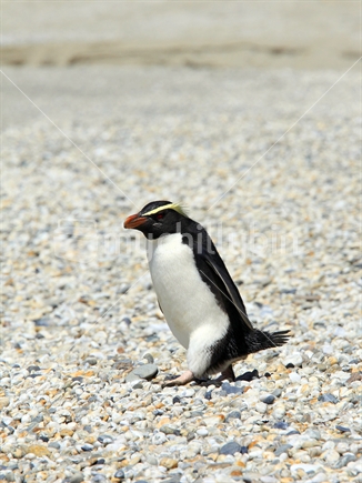 The Fiordland Crested Penguin "Tawaki" is one of New Zealand's rarest penguins