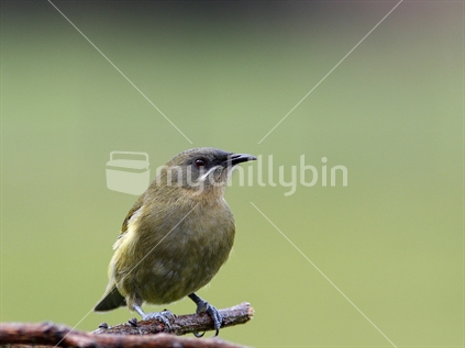 Female bellbird. Endemic to New Zealand.