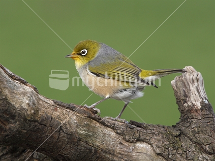 Silvereye (Zosterops lateralis) perched on an old log