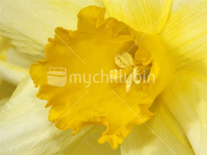 Close-up on the centre of the daffodil flower showing stamens and pollen