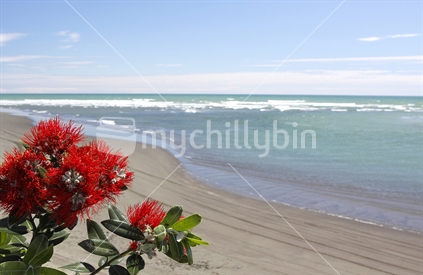 Pohutukawa flowers against beach scenery