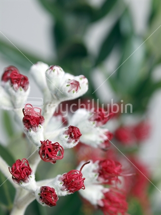 Pohutukawa buds flowering
