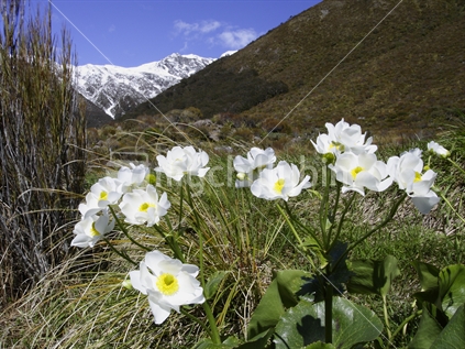 Mt Cook Lily flowering at Arthur's Pass, South Island