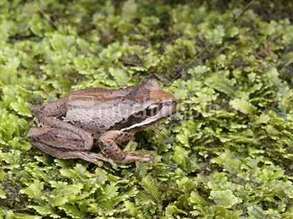 Whistling Frog, also called the Brown Tree Frog. Introduced species to NZ.