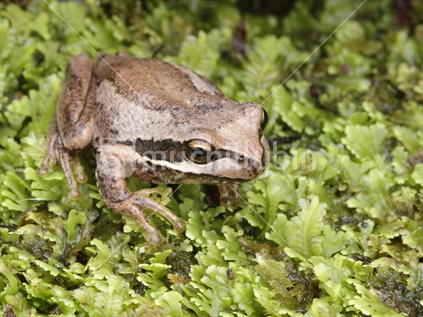 Whistling Frog, also called the Brown Tree Frog.
Introduced species to NZ.