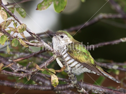 Shining Cuckoo, (pipiwharauroa).
Native migratory bird, breeding only in New Zealand. Fully protected.