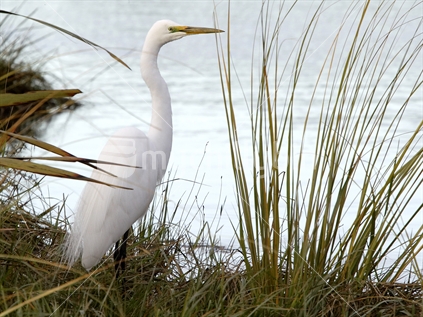 White Heron in the grasses along the waters edge, Okarito Lagoon, West Coast, South Island