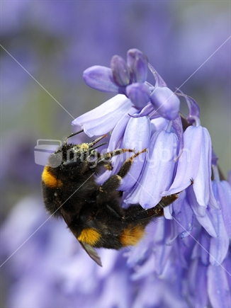 Bumble bee eating pollen from the bluebell flowers