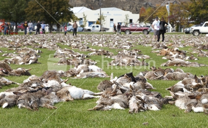 Easter Bunny Hunt, Alexandra, Central Otago.  2011, 20th anniversary, 47 teams shot 22,904 rabbit pests. New Zealand annual event. No. 1. 