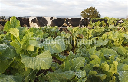 Dairy cows dried off on winter feed, kale crop. Crop of gruner kale and sovereign kale. No.4. 