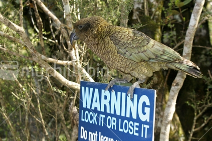“I’m here, what could possibly go wrong!”  The local tear your car apart Kea sitting on a warning sign in a parking area. Arthur's Pass, South Island, NZ. “Got Insurance!”