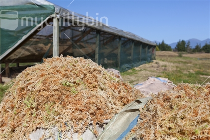 Sphagnum Moss Industry. Wet sphagnum moss from out of the bales. West Coast, South Island, New Zealand.