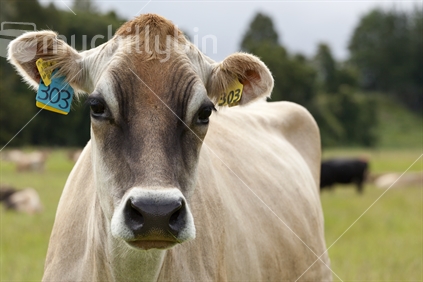 Jersey dairy cow looking.