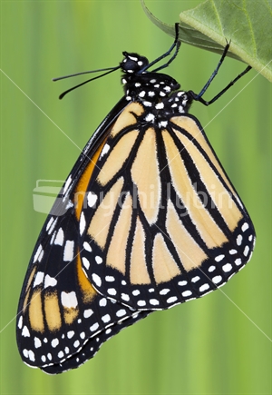 Monarch Butterfly - Danaus plexippus. Maori name, Kahuku 