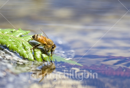 Bee (Apis mellifera) drinking and collecting water.