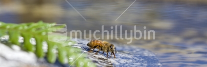 Bee (Apis mellifera) drinking and collecting water.