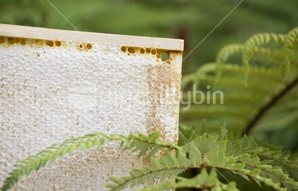 Pure natural NZ honey.