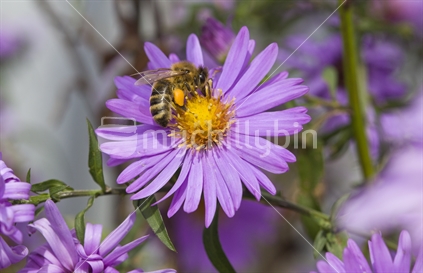 Bee (Apis mellifera) foraging for pollen with pollen basket on corbicula.