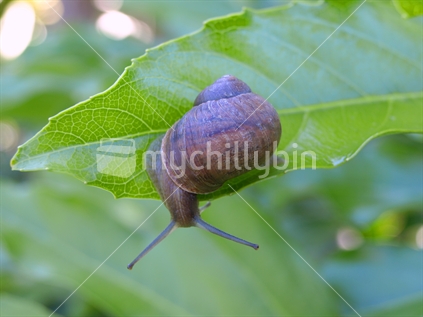 Garden snail
