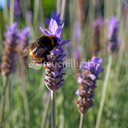 Bumblebee on lavender
