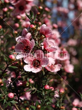 Pink manuka flowers