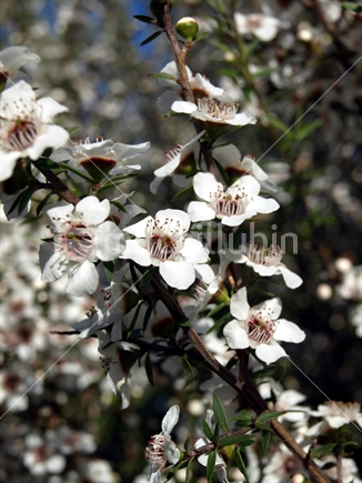 White Manuka flowers