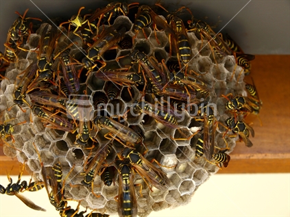 Wasps in Nest Under the Eaves