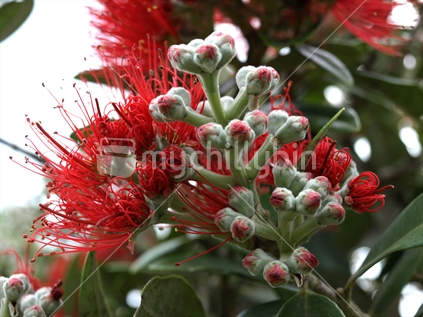 Beautiful red pohutukawa blooms in summer