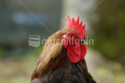 Red Combed Rooster