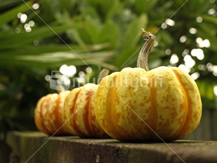 Three pumpkins on a fence