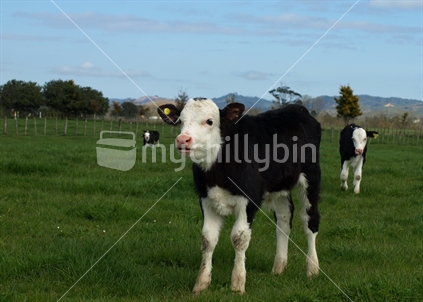 Calf in a paddock