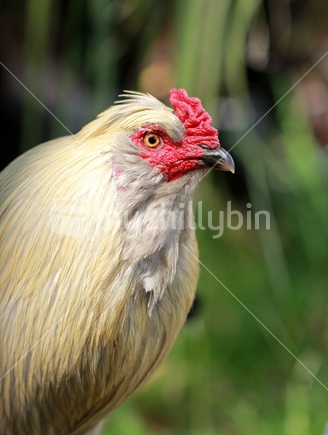 Side profile of a rooster, against blurred green background