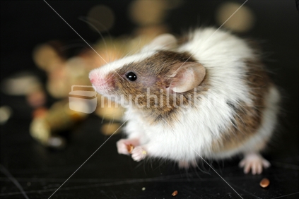 Tiny mouse eating