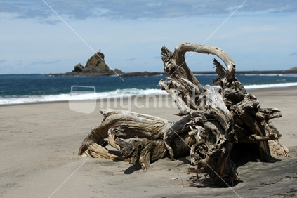 Driftwood on West Auckland beach