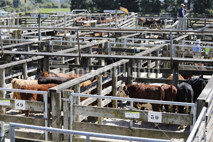 Cattle in pens at the stockyards on sale day