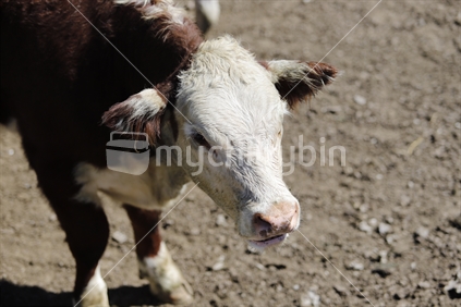 Close-up of one of the cattle in pen