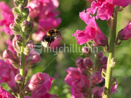Bumble bee in flight
