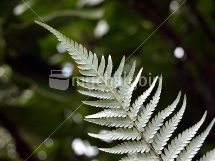 Silver fern leaf

