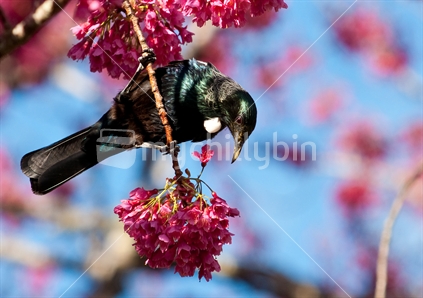 Native Tui in Cherry blossom 