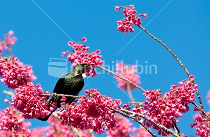 Native Tui in Cherry blossom