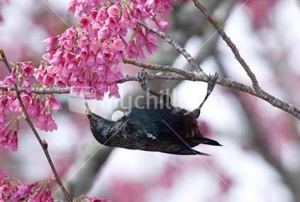 Our New Zealand Tui hanging upside down getting nectar from the Cherry Blossom Tree