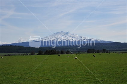 A view of Mount Ruapehu taken from the Ohakune side of the mountain, a lovely coating of snow and spring lambs in the foreground, New Zealand
